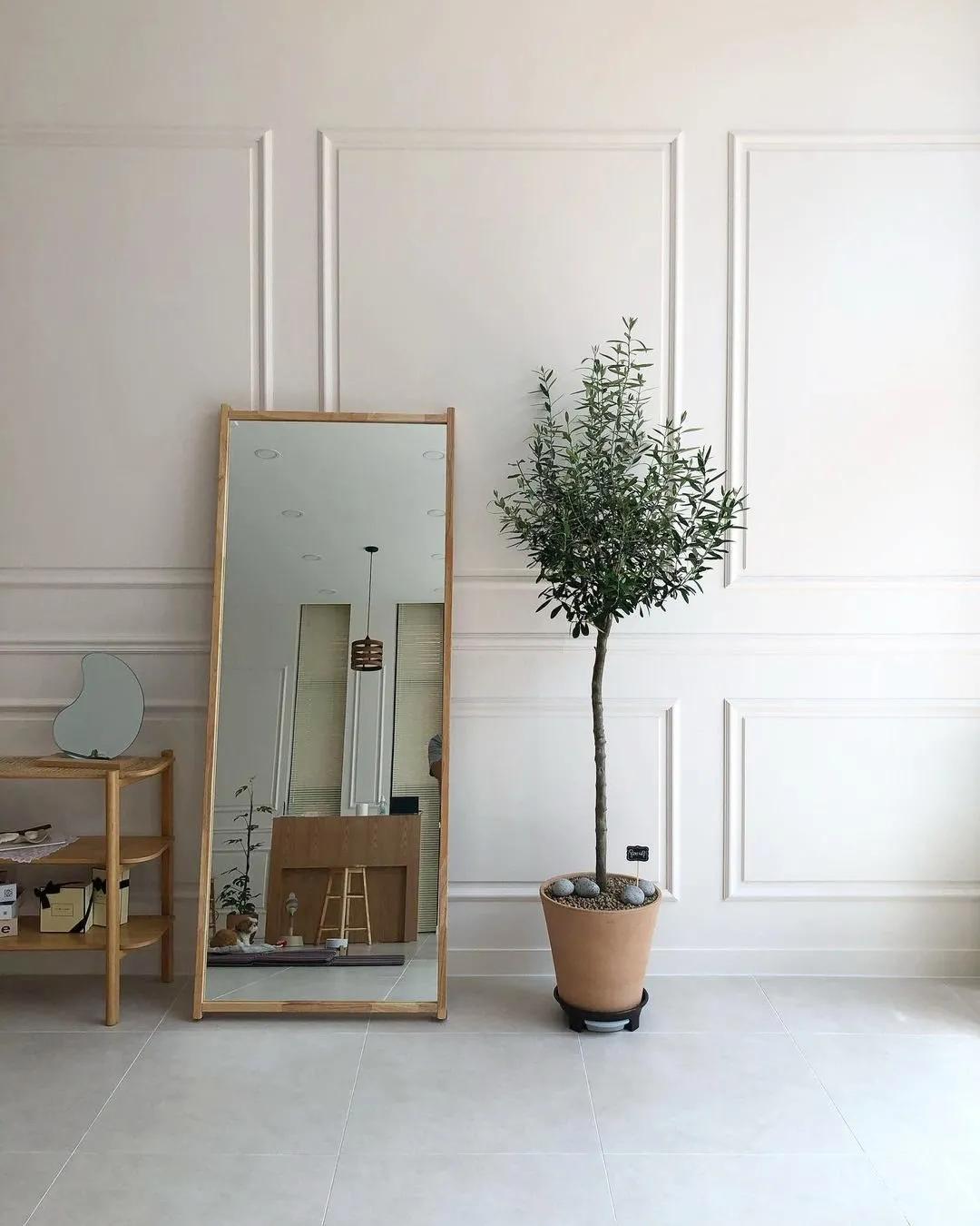 ins十大网红绿植,ins网红绿植大全