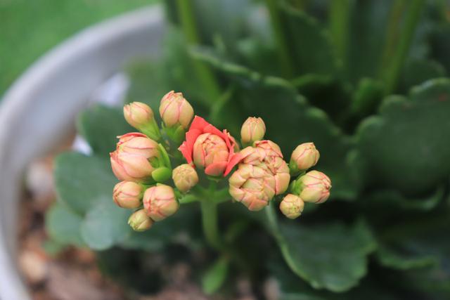 长寿花叶子一碰就掉是怎么回事,长寿花叶子一碰就掉怎么办