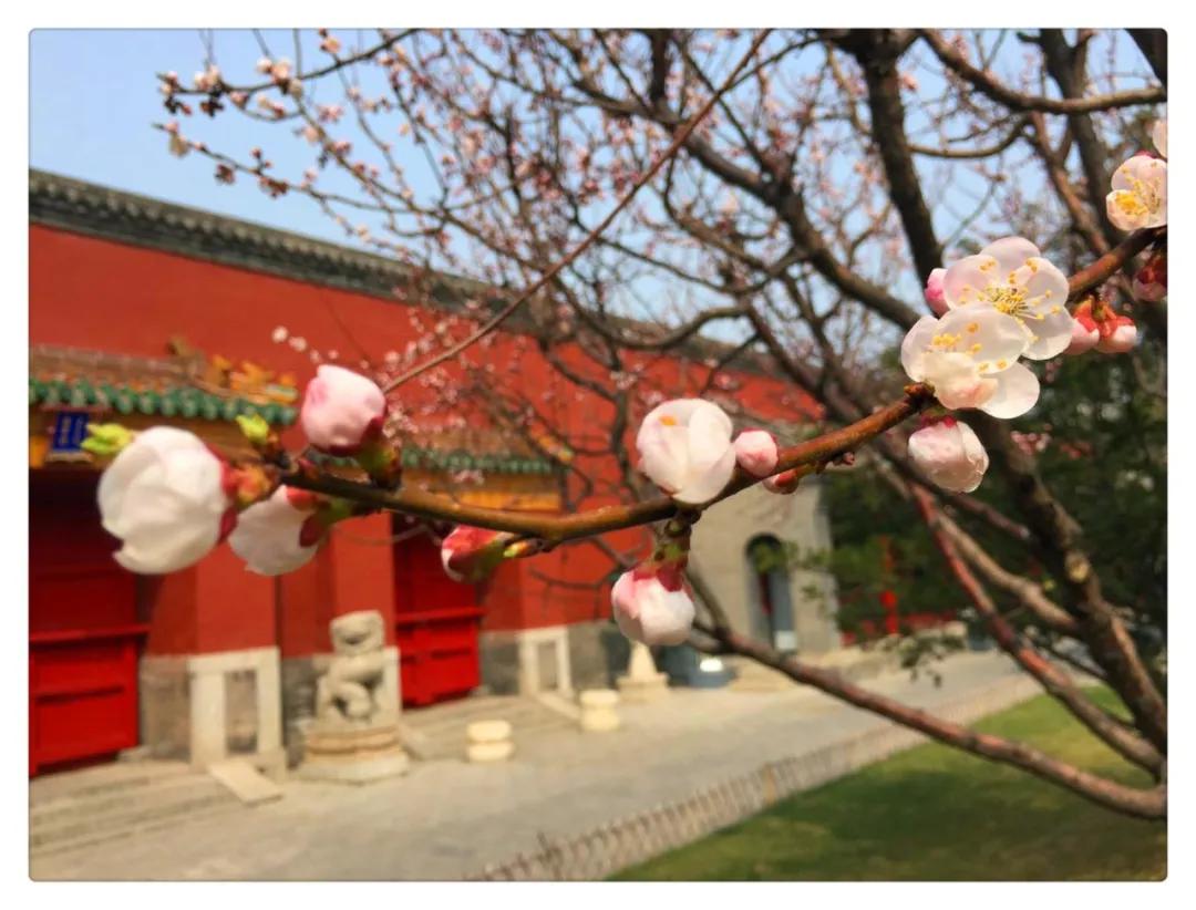 沈阳故宫和张氏帅府博物馆,沈阳张氏帅府博物馆旅游攻略