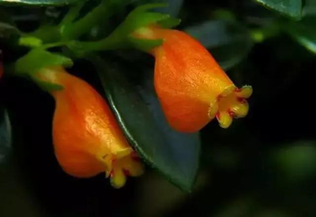 小金鱼吊兰怎么往下长,金鱼吊兰小金鱼