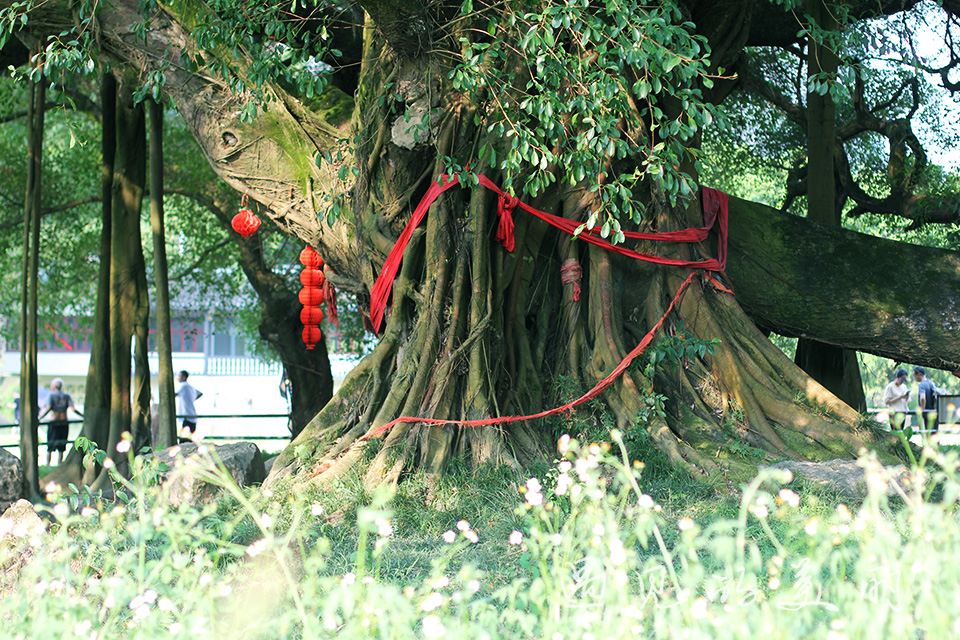 阳朔3人游3天2晚预算,一家三口5天4晚桂林阳朔游