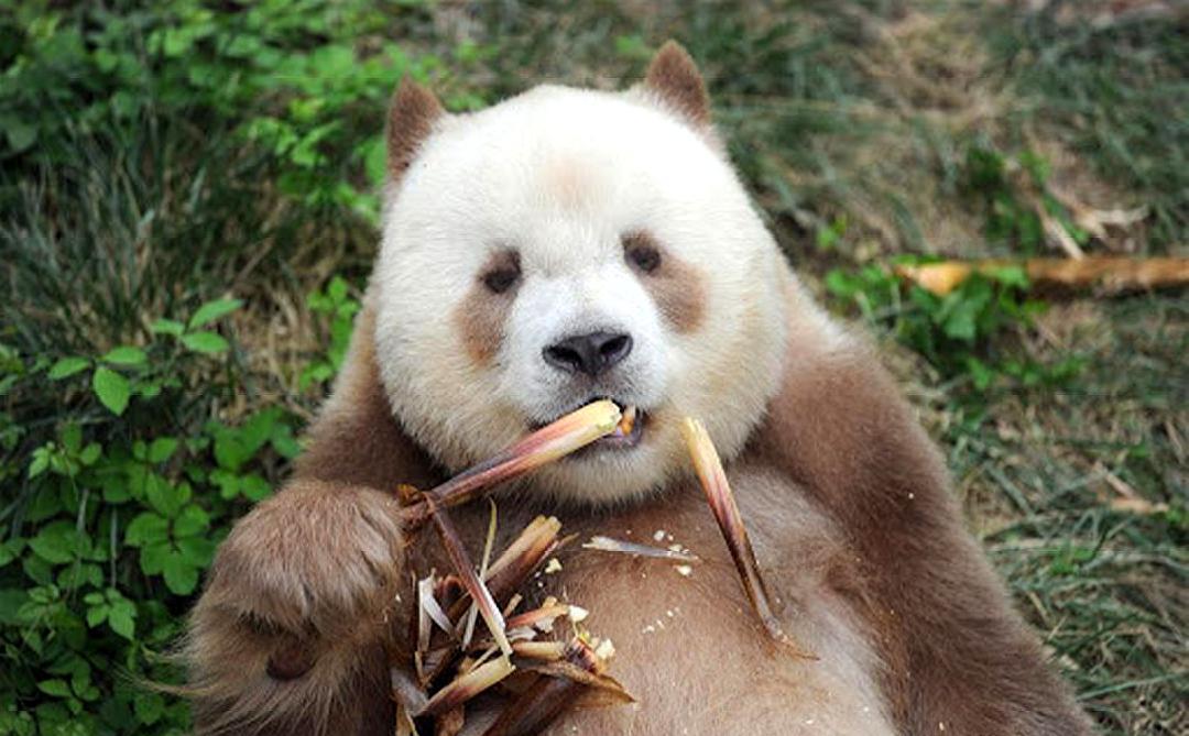 一只成年大熊猫一天能吃公斤竹子,大熊猫杂食性动物为什么只吃竹子