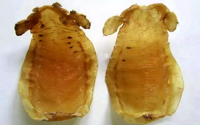 本港赤嘴鳘鱼胶适合做花胶冻么,楼上赤嘴鳘鱼胶花胶