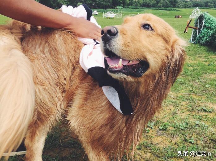 赛级双血统金毛成年一般多重,金毛狗狗能长多大