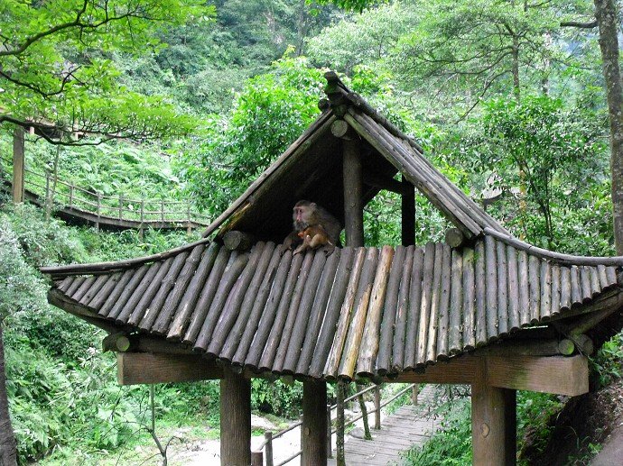 峨眉山防猴方法,峨眉山怎么防御猴子