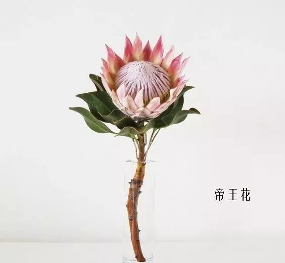 花店里同款的两种不同价格的花材,花店最容易被顾客误解的几种花材