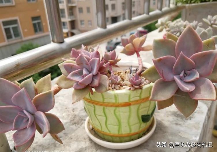 多肉初恋叶子掉落,多肉初恋叶片一碰就掉怎么办