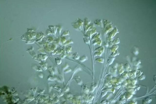 收藏!24种污水处理微生物菌相及指导意义,环保人必看(多图)