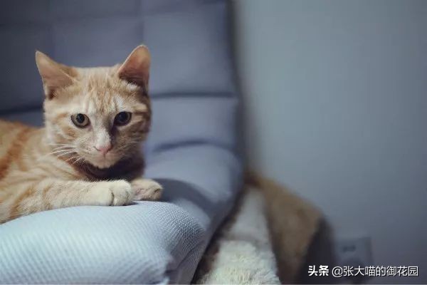 给猫咪绝育有多残忍,给猫咪绝育犯法吗