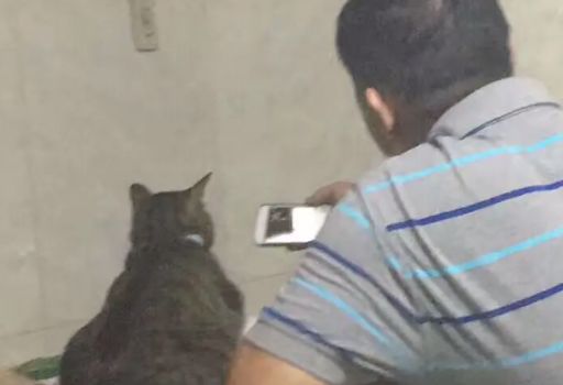 养猫后儿子鼻过敏,妈妈心生一计:不如你搬出去住吧!