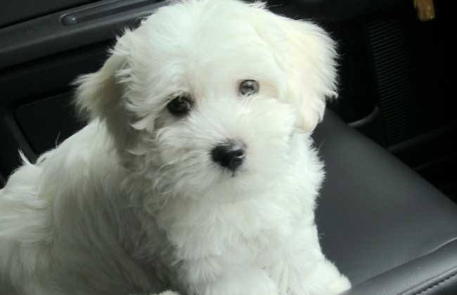 比熊太喜欢舔人,比熊太兴奋了不听话