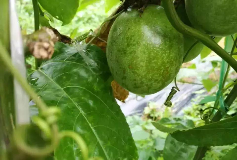 百香果黑斑病害图片,百香果下雨后病害图片视频