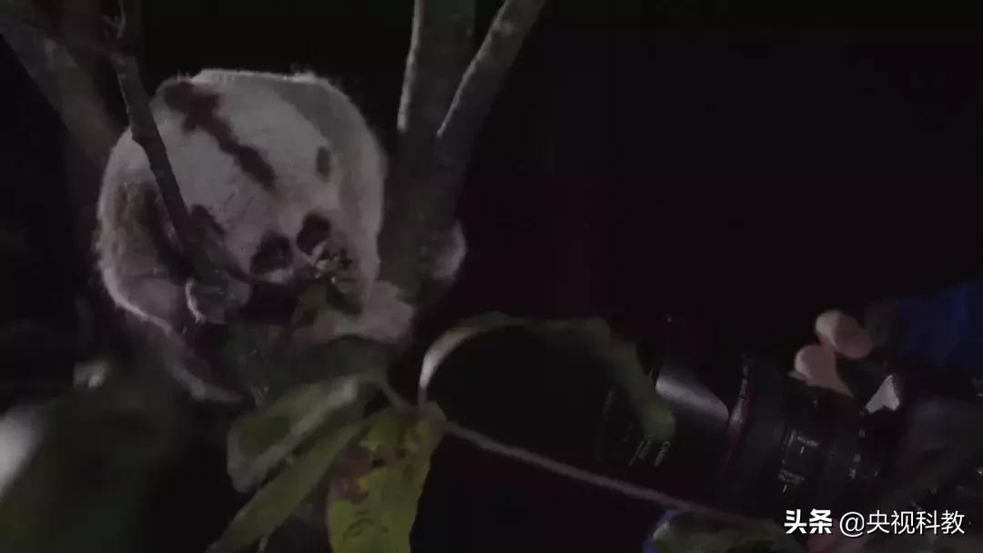 揭秘出没滇南的巨型“红龙”