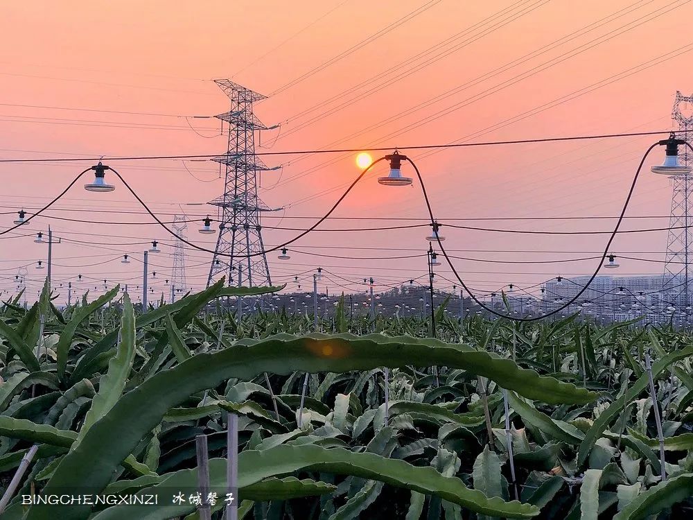 做把“村姑”，走进海南灯火灿烂的火龙果园