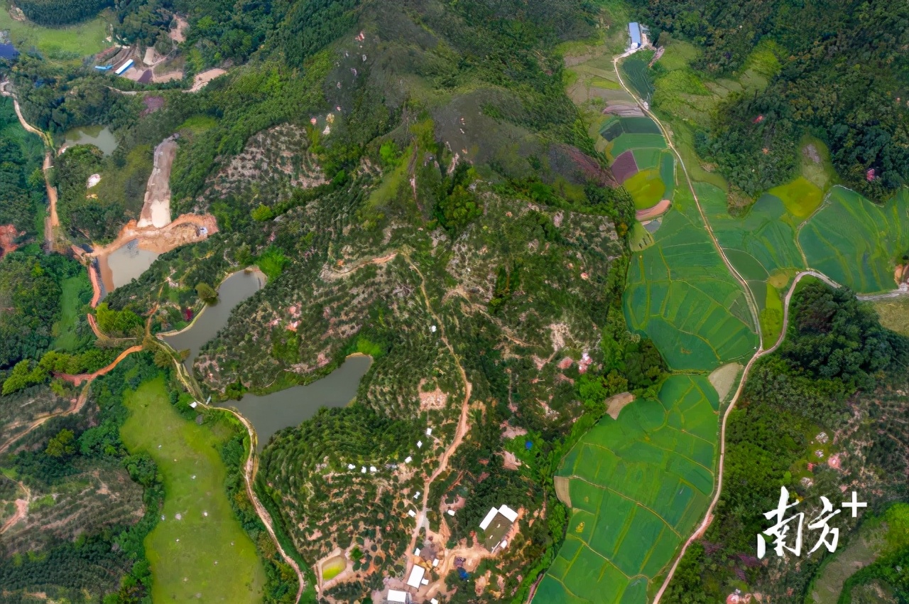 荔枝丰收季最新视频,荔枝丰收季广东