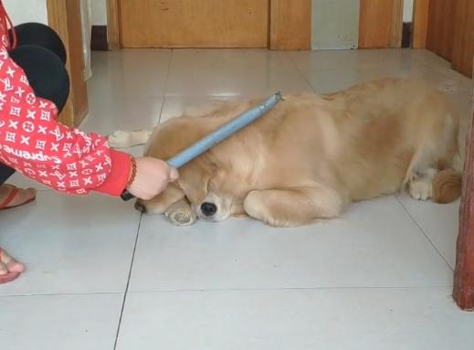 狗狗更爱主人还是幼崽,小狗狗知道主人爱它吗