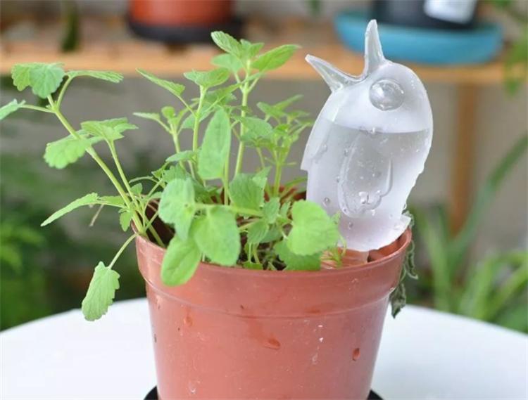 出远门2个月植物怎么浇水,外出两个月绿植怎么浇水