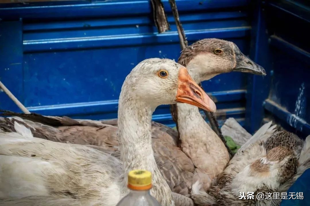 有味道的无锡老街回忆,老无锡的20条记忆