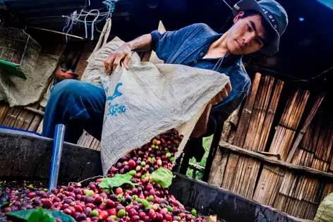 云南怒江秘境咖啡,怒江傈僳族咖啡