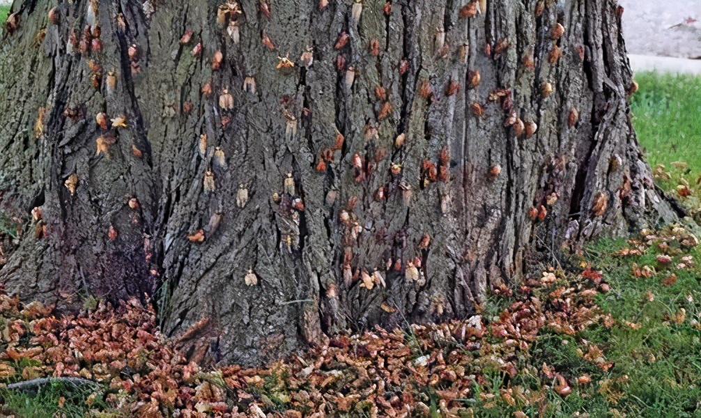 被真菌操控的“僵尸蝉”,腹腔被吃光仍热衷求偶,误食会被感染吗