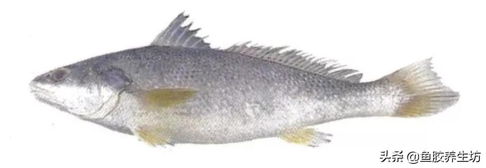 鱼胶知识书籍,鱼胶的知识抖音视频