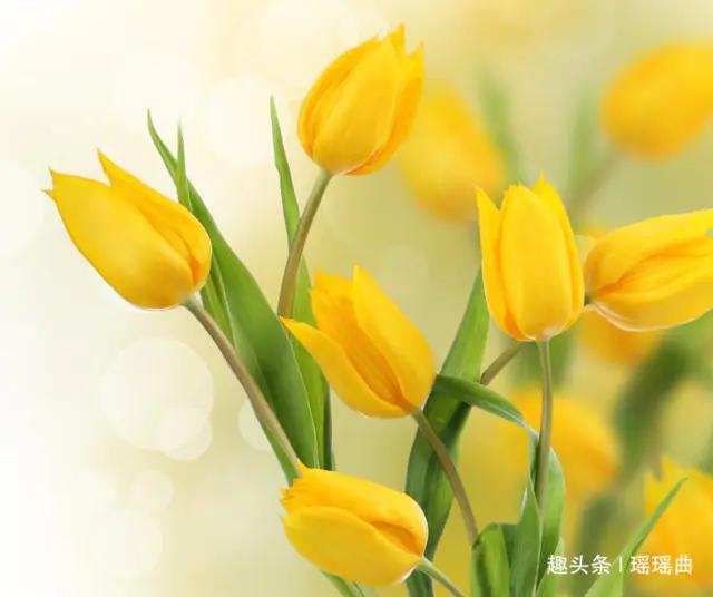 各国国花及花语,各国的国花和花语