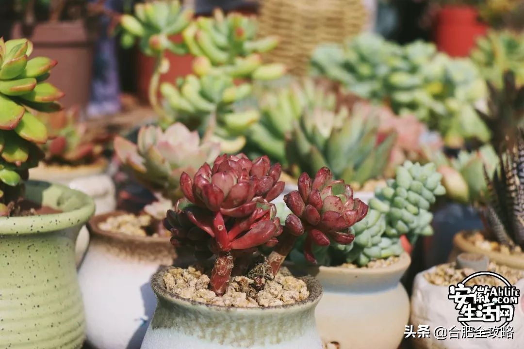 老周谷堆水果批发市场,老周谷堆古玩市场