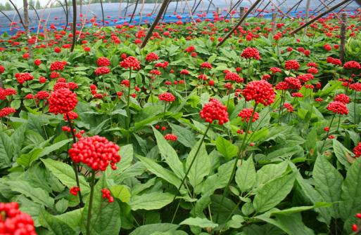 抚松万良人参交易市场价格,抚松县万良镇长白山人参市场