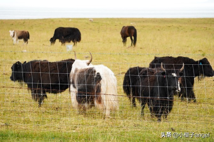 大西北六天五晚攻略,六天五晚的大西北旅行