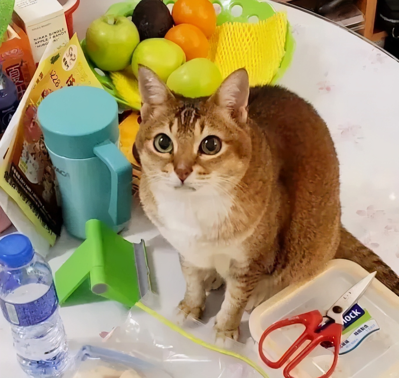 “我半夜不小心摸了猫的肛门腺，被臭到当场裂开！”