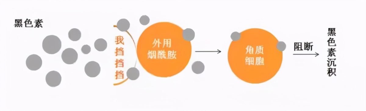 药学博士美白祛斑成分,美白淡斑成分测评