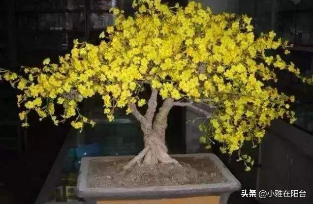 迎春花花期过后怎么养,迎春花用什么花盆栽长的快