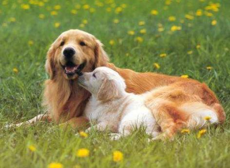 挑选金毛的正确方法,挑选金毛怎样才能挑选到好的