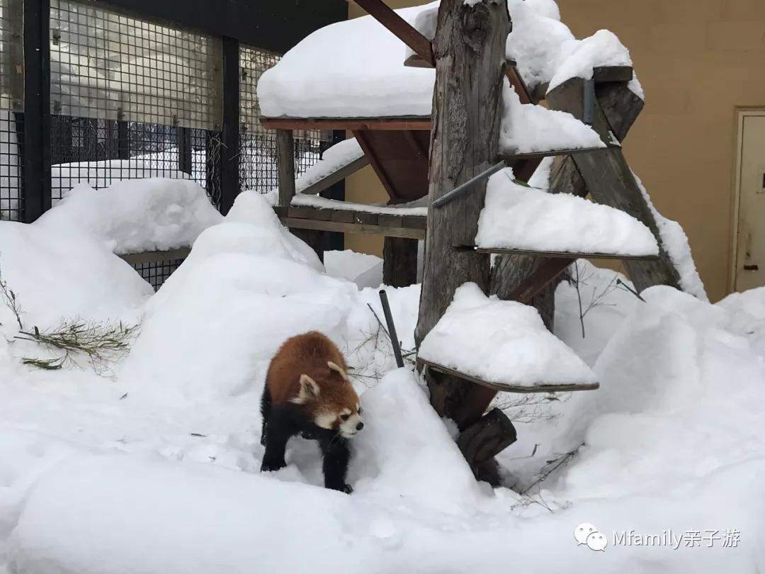 被疫情憋疯小朋友,被疫情憋疯的孩子们