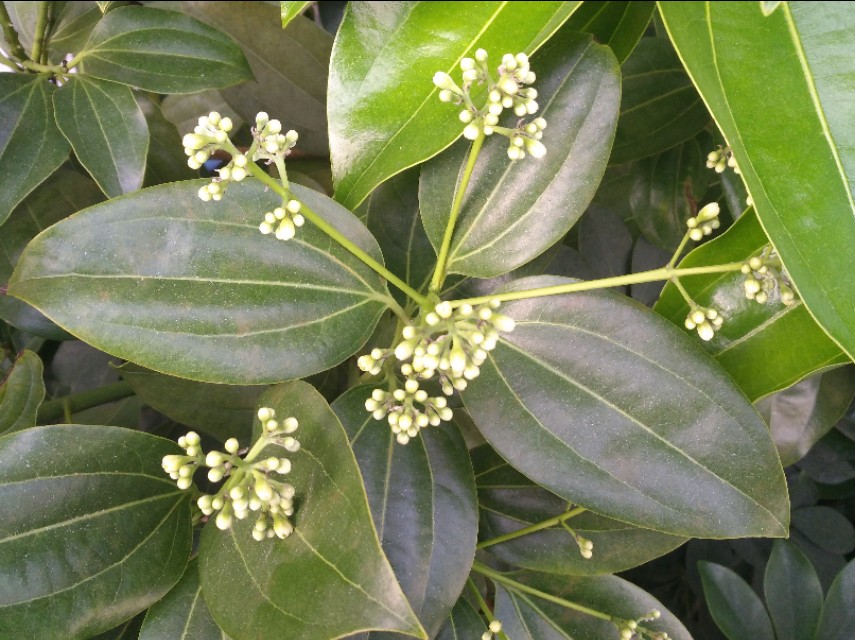 石家庄空中花园居住现状,石家庄空中花园的楼房为什么便宜