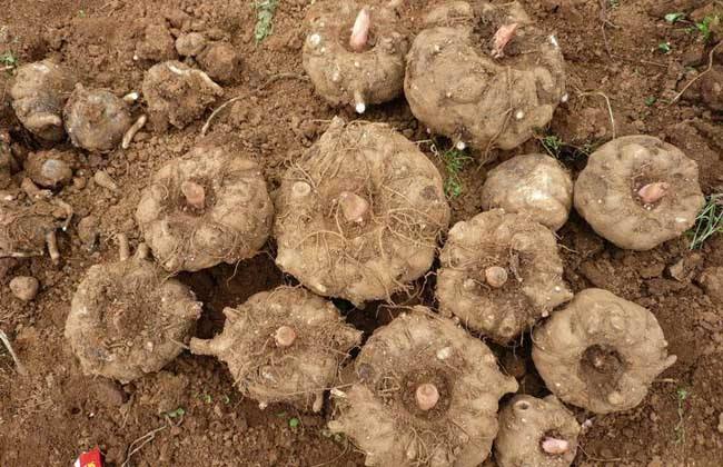 日本用豆腐做的食物,日本人用豆腐做美食