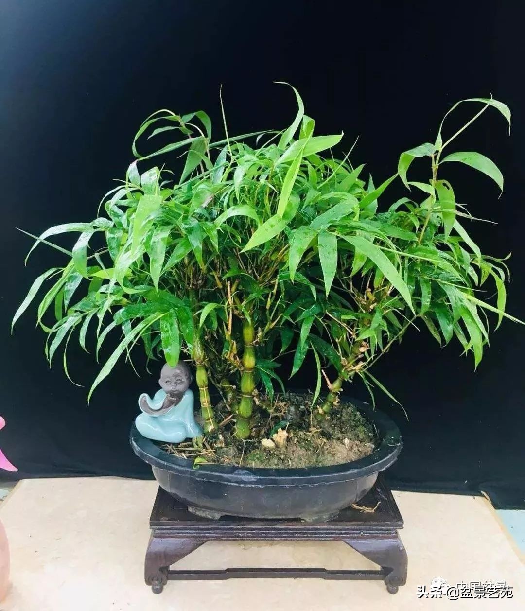 北方耐寒矮化竹子,竹子矮化的最佳方法