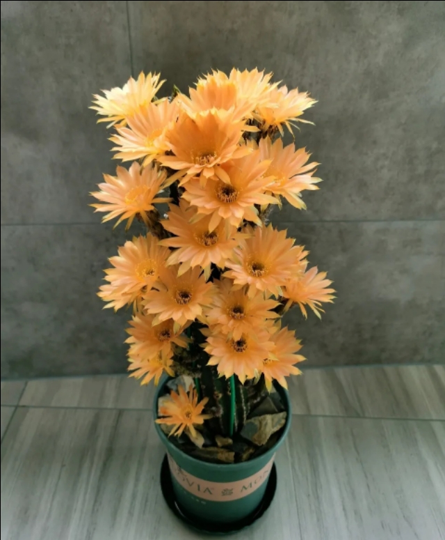 超大仙人掌盆栽黑金刚,名贵高档仙人掌黑金刚