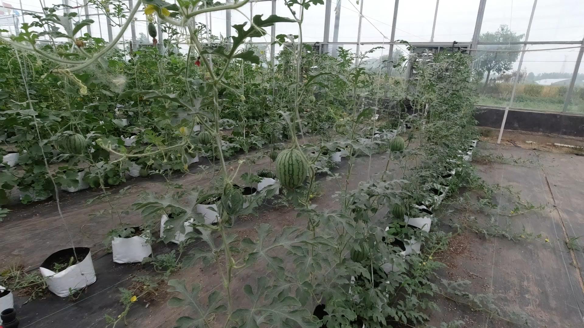 西瓜不施底肥行吗,西瓜不长叉怎么办