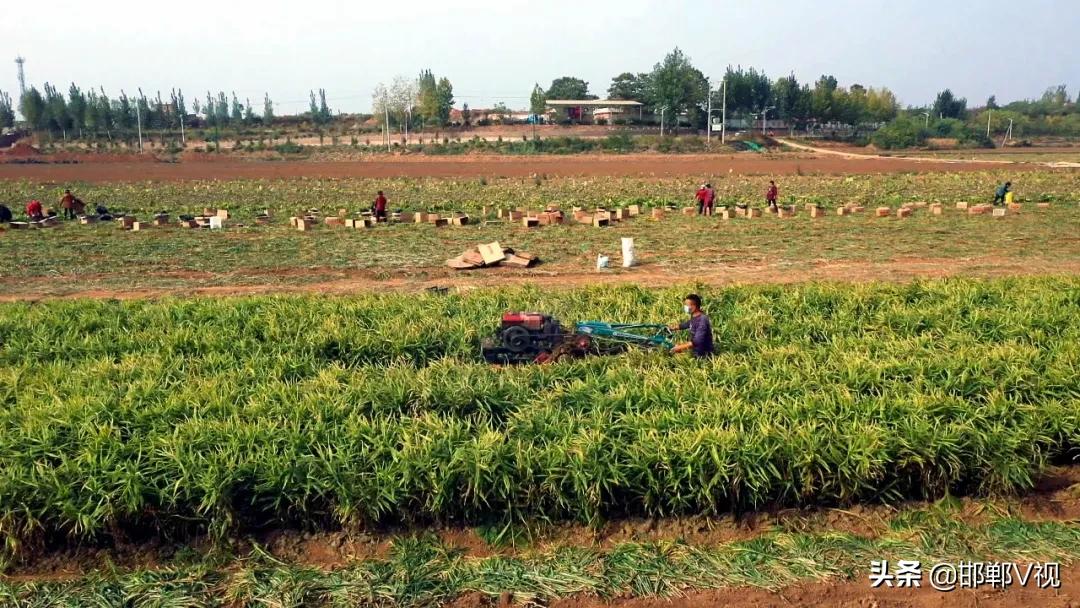 生姜种出脱贫致富路,生姜产业带动了地方经济