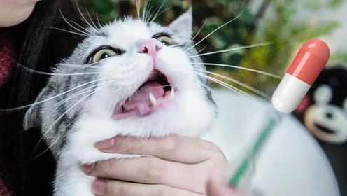 养猫怎么喂养小猫,新手养猫准备接猫咪需要买什么