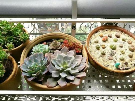 盆栽土的表面发霉要不要紧,盆栽新土怎么处理