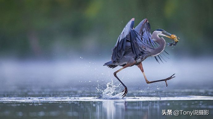 鸟的拍摄技巧和手法,摄影拍摄鸟的技巧