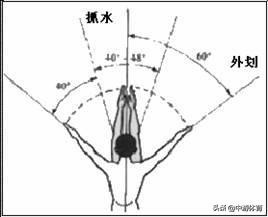 中游体育波浪式蛙泳推进力,中游体育蛙泳