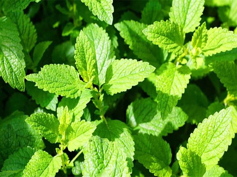薄荷和猫薄荷是同一种植物吗,薄荷是什么颜色的茎