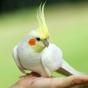 养鹦鹉和养观赏鸟哪个好,观赏鸟养殖的现状及前景