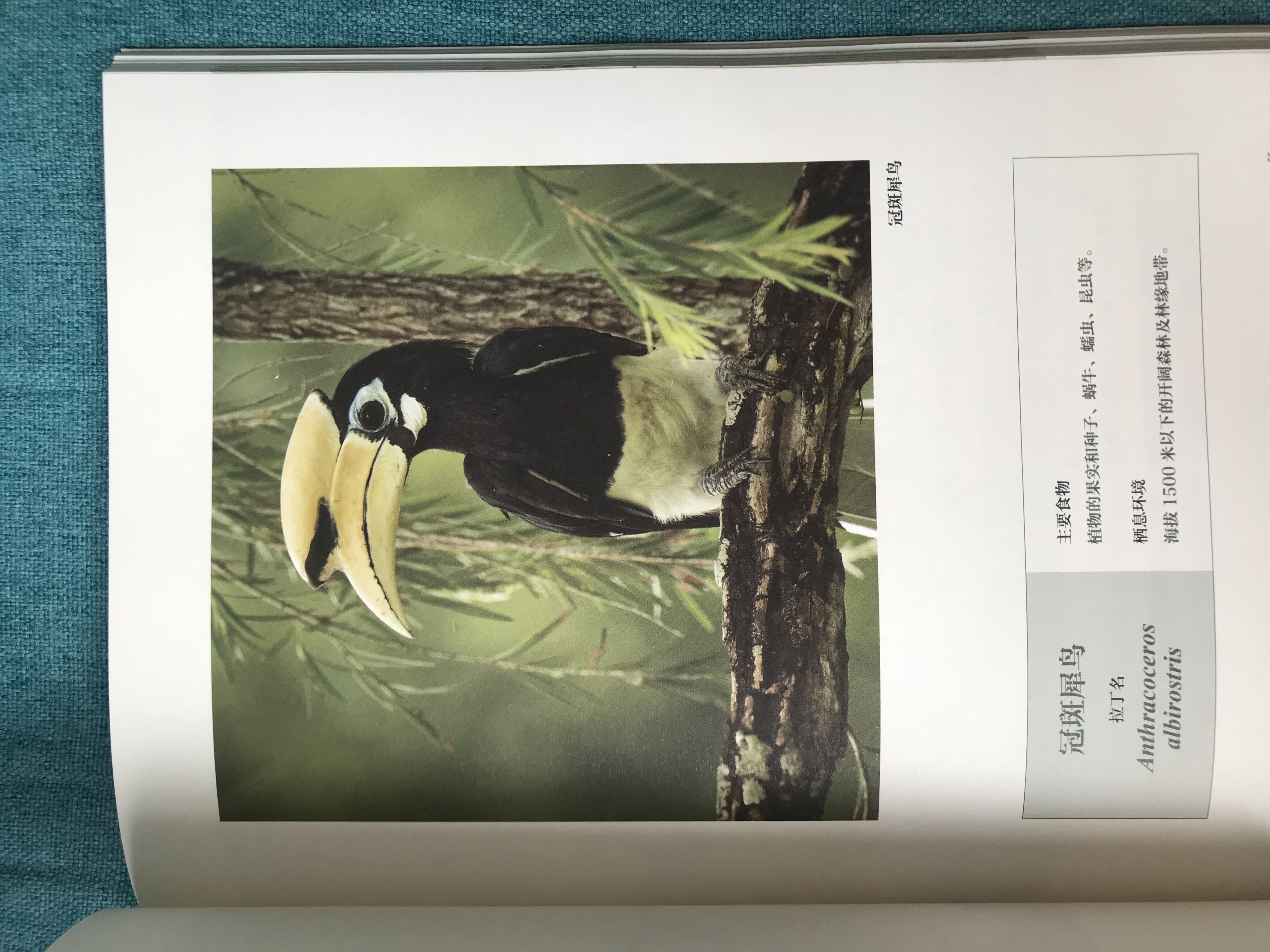 真正让曹操害怕的五位猛将将是谁,让曹操害怕的五大名将