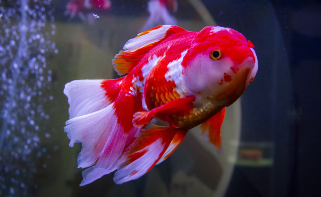 金鱼肚皮朝上是怎么回事？怎么办？你不用太担心，也很好办