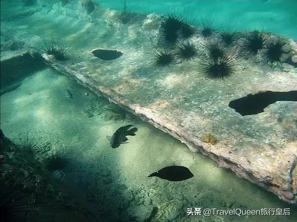 动物森友会无人岛一天可以去几次,动物森友会所有虫类图鉴