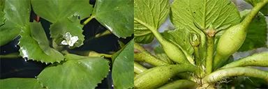 你吃的菱，是2角、4角还是0角？